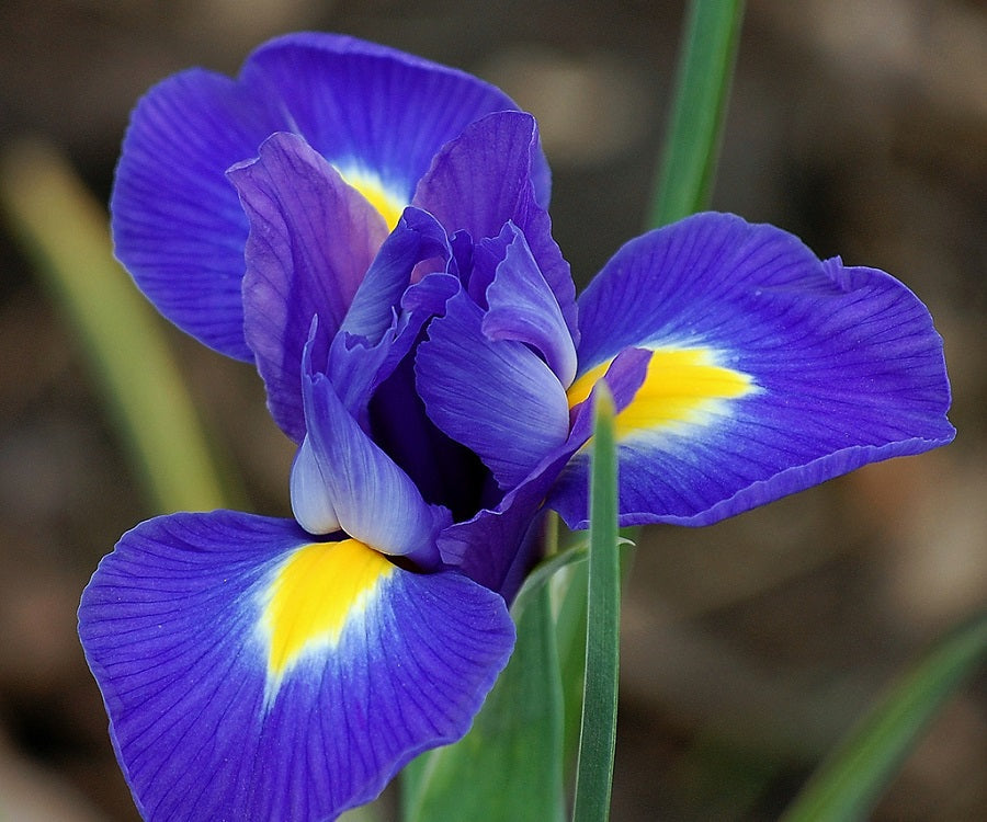 Bulbi Iris - Blue Magic - 5 Bucăți