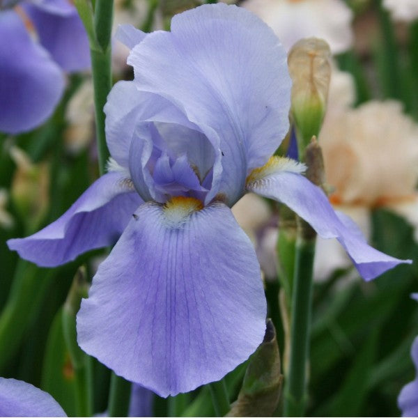 Bulbi de Iris Germanica "Blue Rhythm", Lavender-Blue, 1 Bucata