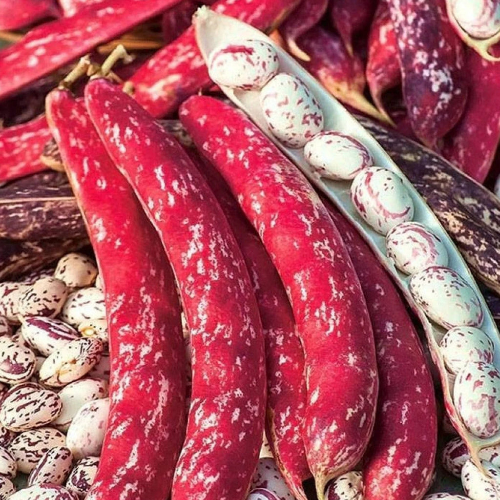 Semințe de Fasole Oloagă "Borlotto Red", 100 gr