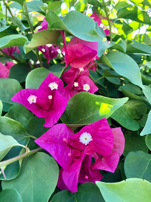 Floarea de Hartie "Bougainvillea", la Ghiveci de 3L, 1 Bucata