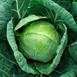 Semințe de Varză Timpurie "Golden Acre", 5 gr