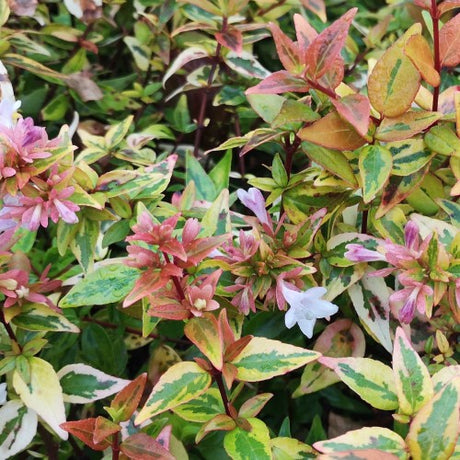 Abelia "Grandiflora Kaleidoscope", 40-60 cm, la Ghiveci de 10L, 1 Bucata