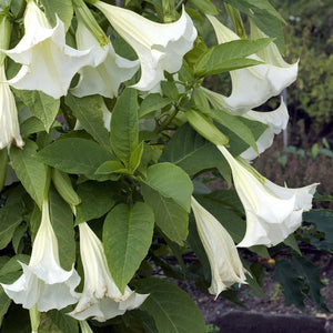 Trompeta Ingerilor "Brugmansia, Alb, la Ghiveci de 3L, 1 Bucata