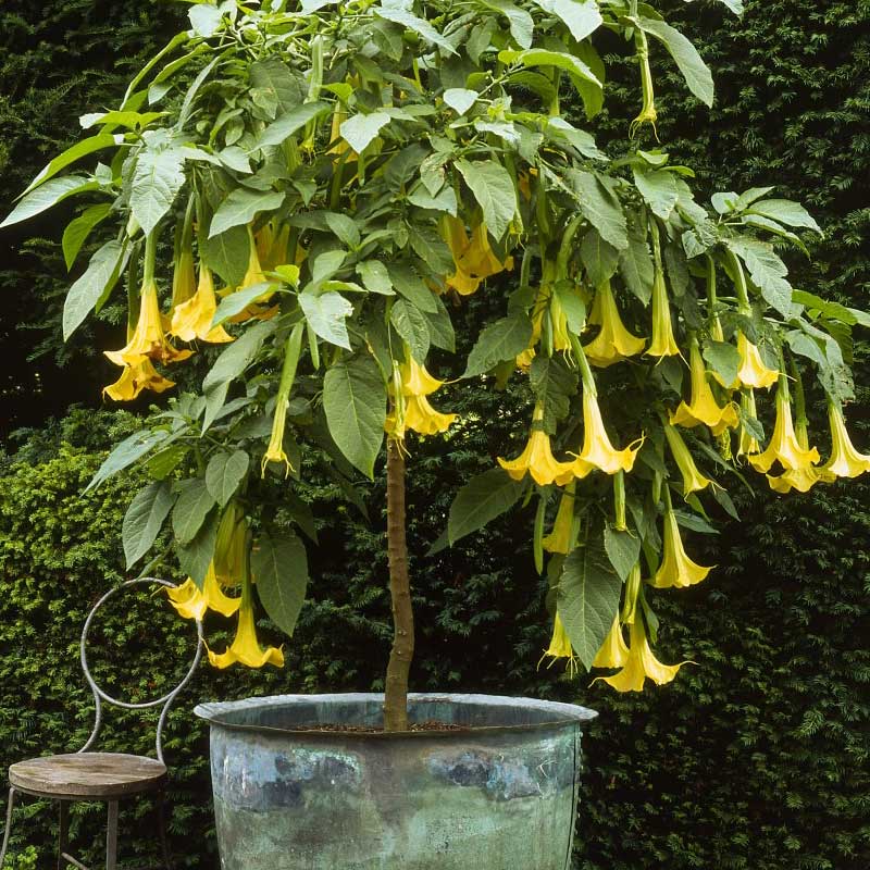 Trompeta Ingerilor "Brugmansia", Galben, la Ghiveci de 3L, 1 Bucata