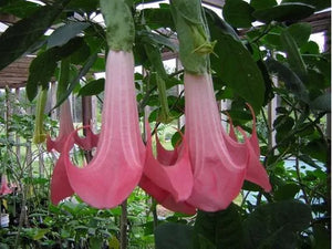 Trompeta Ingerilor "Brugmansia", Roz, la Ghiveci de 3L, 1 Bucata