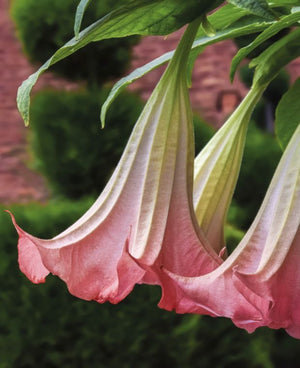 Trompeta Ingerilor "Brugmansia", Roz, la Ghiveci de 3L, 1 Bucata