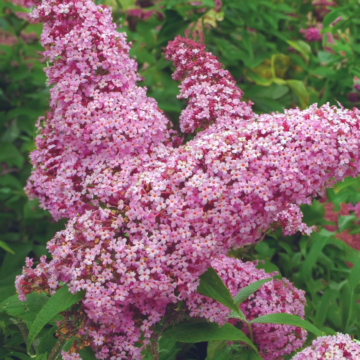 Liliac de Vara "Buddleja Davidii", Roz, la Ghiveci de 3L, 1 Bucata