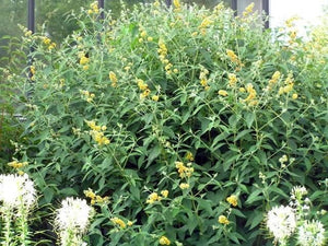 Liliac de Vara Galben - Buddleja Davidii 80- 100 cm , ghiveci de 10 litri