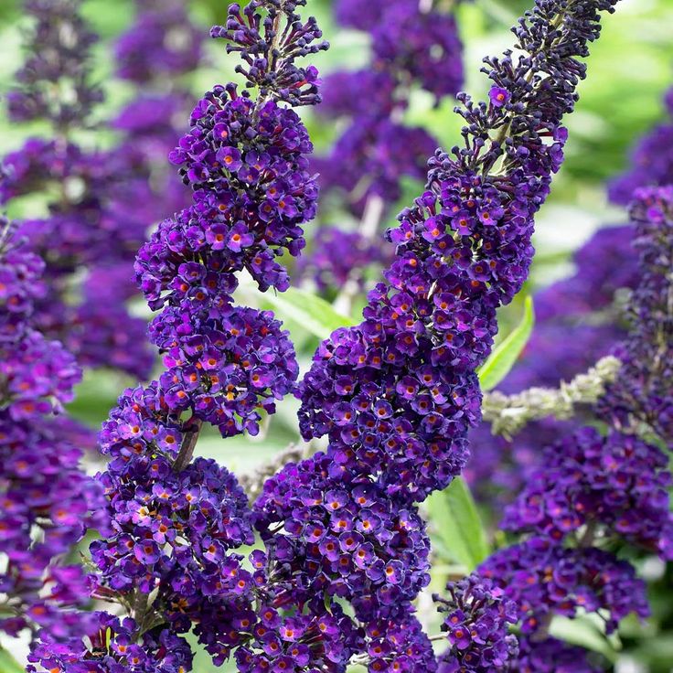 Buddleja Liliac de Vara , Mov