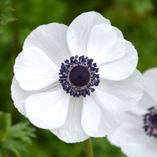 Bulbi de Anemone "Bride", 5 Bucati