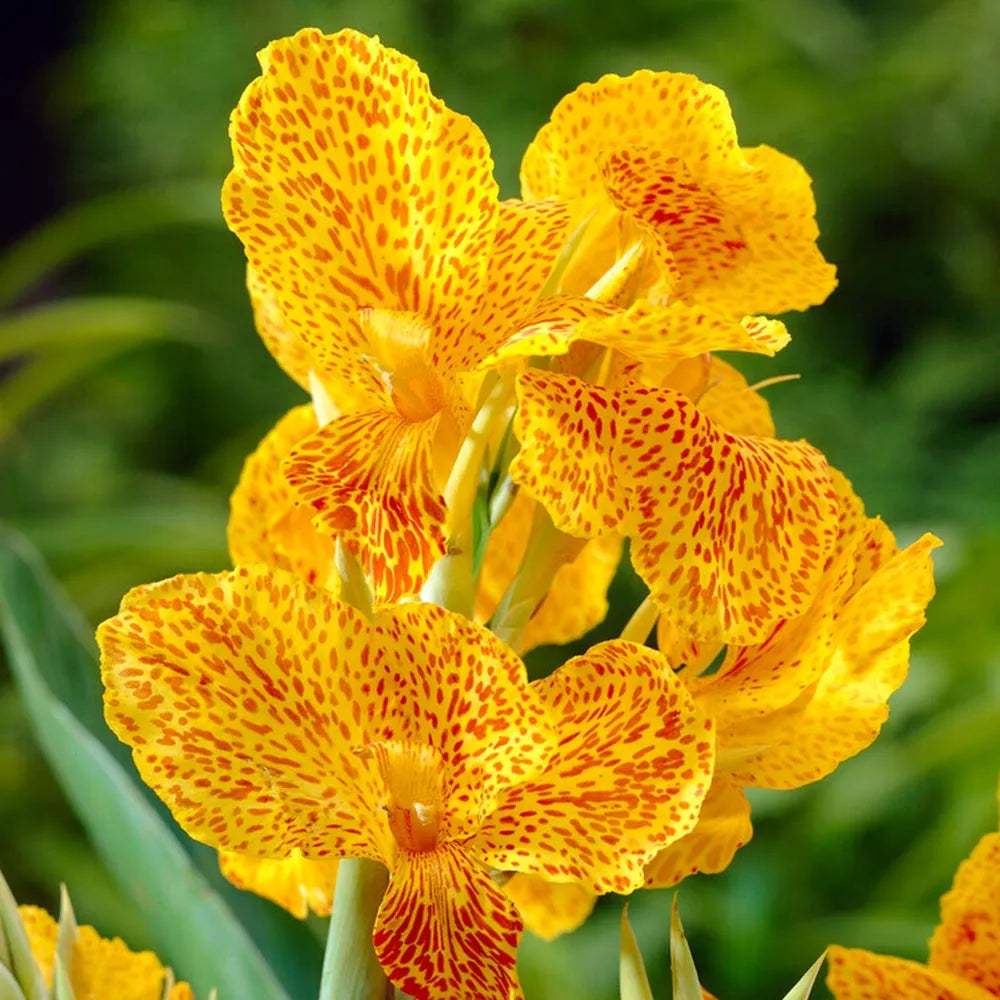 bulbes-cannas-en-avant-epicerie-du-jardin_86eea89f-8b0d-4e5c-a6bf-56838d6c7daf - Fitza Florilor