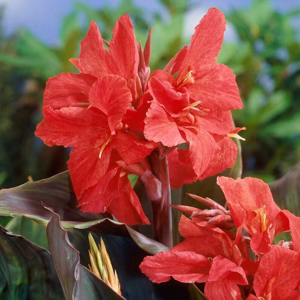 bulbes-cannas-montaigne-epicerie-du-jardin_bb09f1a7-20a9-40ce-8fdb-36d5bc906b62 - Fitza Florilor