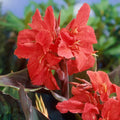 bulbes-cannas-montaigne-epicerie-du-jardin_bb09f1a7-20a9-40ce-8fdb-36d5bc906b62 - Fitza Florilor