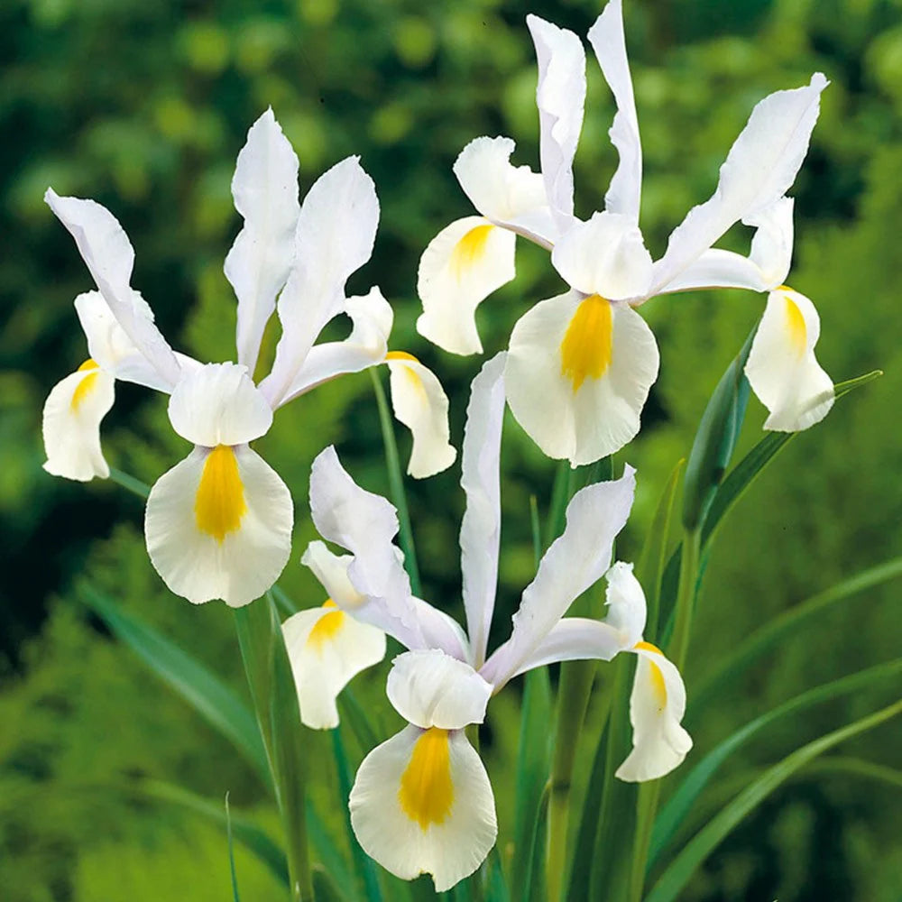 Bulbi Iris - Saturnus - 5 Bucăți