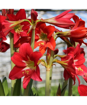 Bulbi de Amaryllis "Striped Garden", 1 Bucata