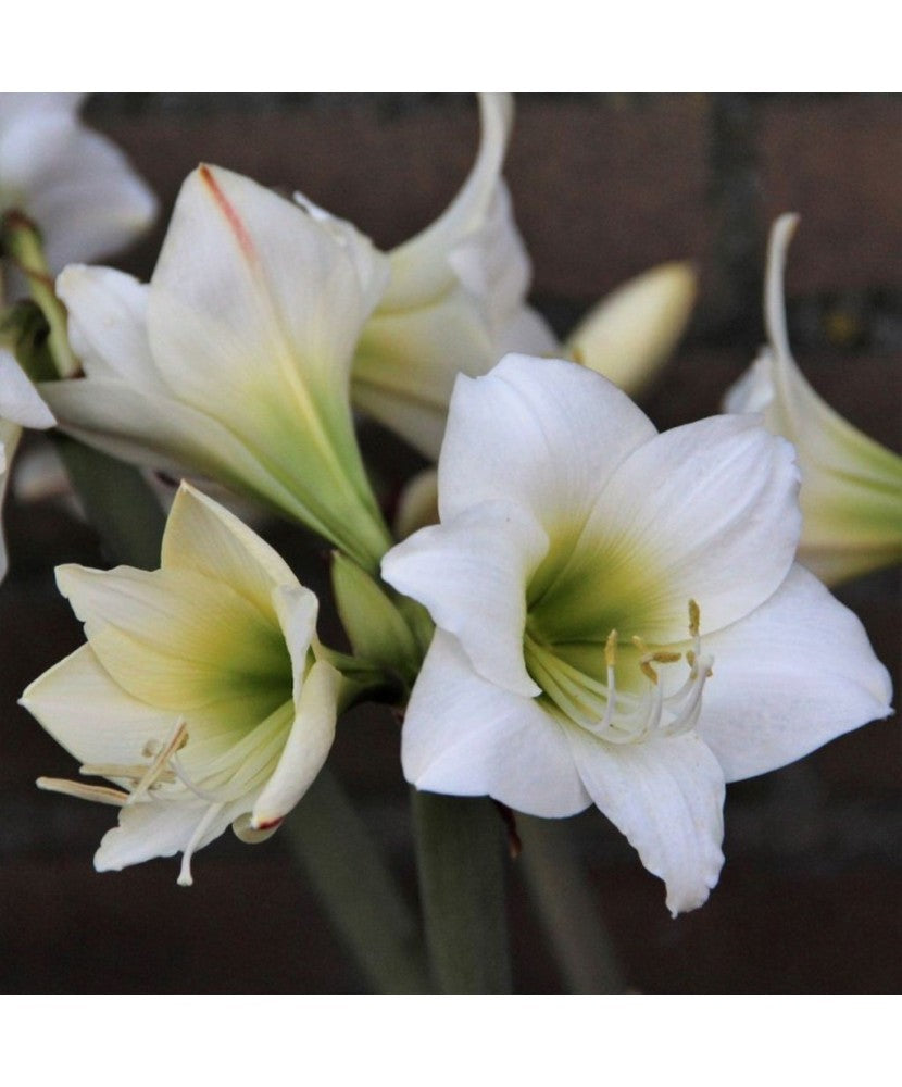 Bulbi de Amaryllis "White Garden", 1 Bucata