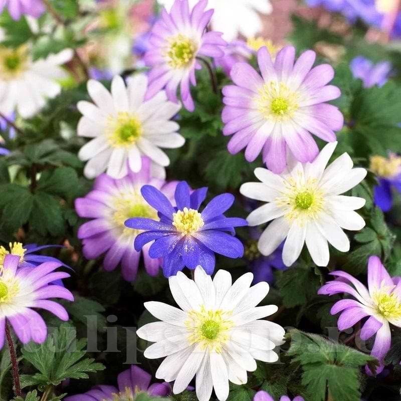 Bulbi de Anemone "Blanda Mixed", 5 Bucati