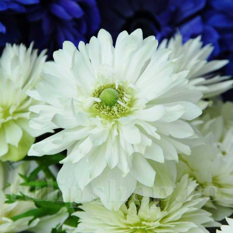 Bulbi Anemone - Mount Everest - 10 Bucăți