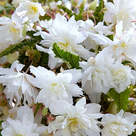 Bulbi de Begonia "Pendula", Alb, 1 Bucata