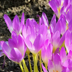 Branduse de Toamna "Colchicum Cilicicum", 1 Bucata