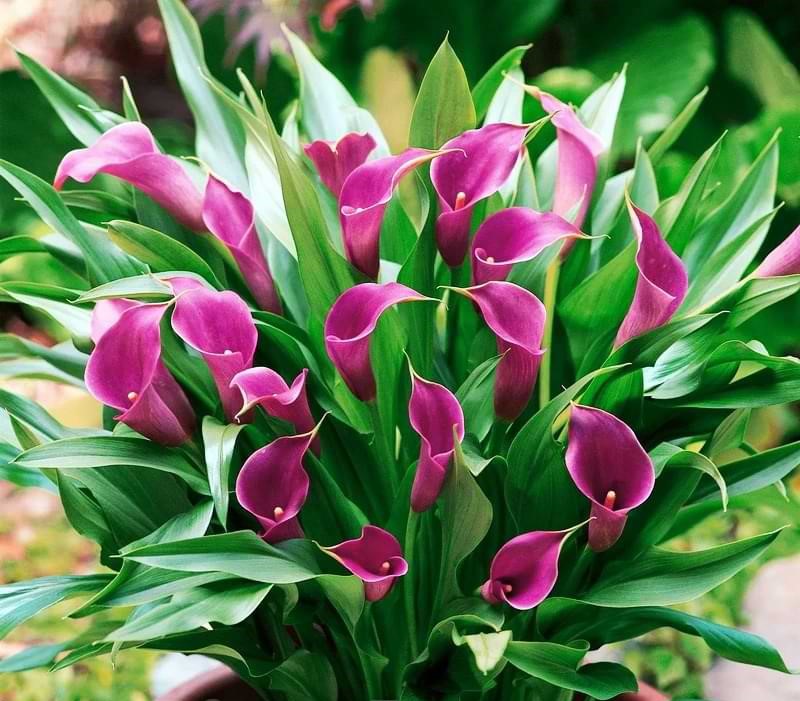 Bulbi de Cala, Mov, 1 Bucata