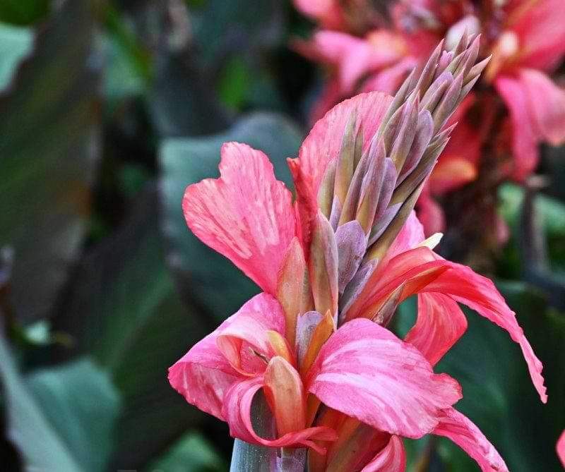 bulbi-canna-champion2-800x800_0717b750-c0c8-48d0-9459-9fe60689a2ad - Fitza Florilor