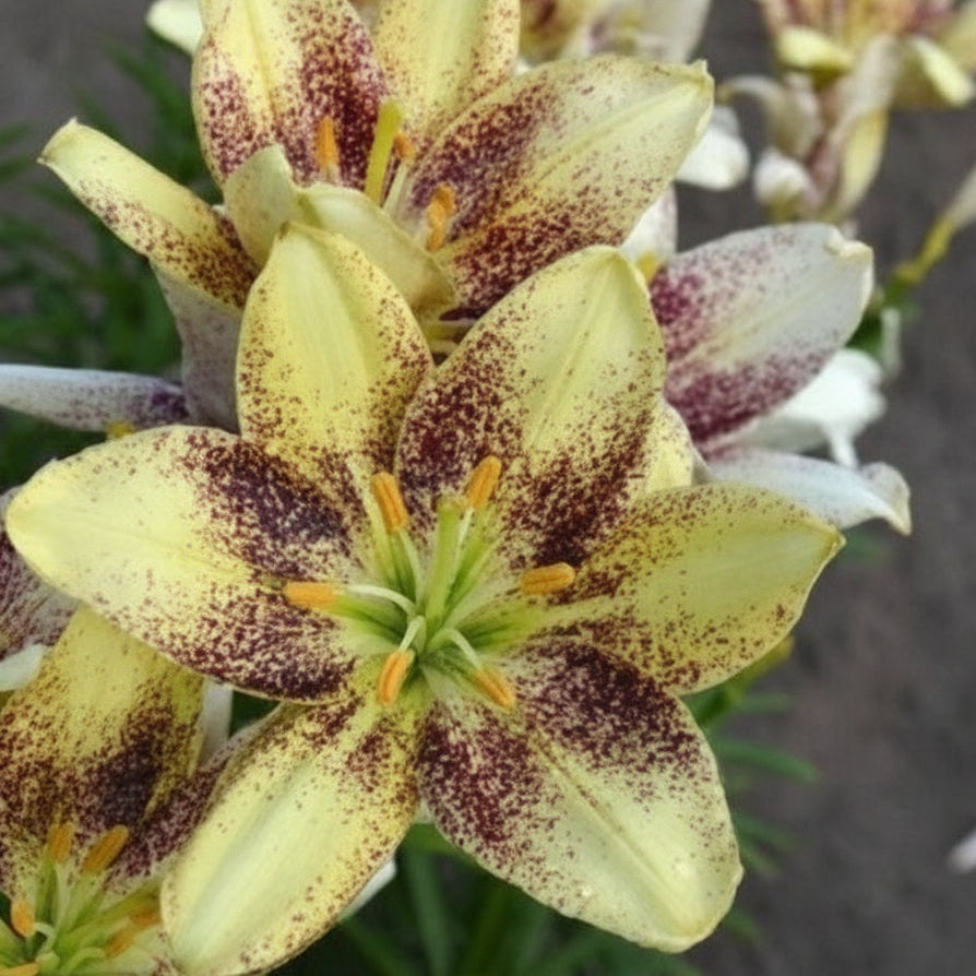 Bulbi de Crini Easy Spot (Lilium asiatic) – flori galbene cu pete maro, înflorire bogată vara, potriviți pentru borduri, ronduri și ghivece.