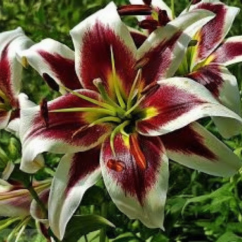 Bulbi Crini Beverly Dreams – alegerea perfectă pentru un decor sofisticat. Flori parfumate, rezistente și ușor de întreținut.