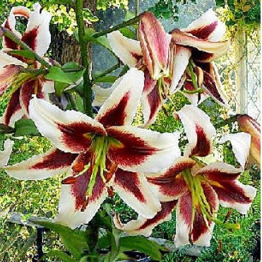 Bulbi de Crini Beverly Dreams, soi premium cu flori mari, contrast spectaculos și înflorire abundentă vara.