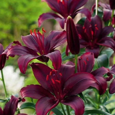 Bulbi de Crini Mapira – flori mari, roșu închis catifelat, ideale pentru grădini elegante. Plantare ușoară și înflorire spectaculoasă.