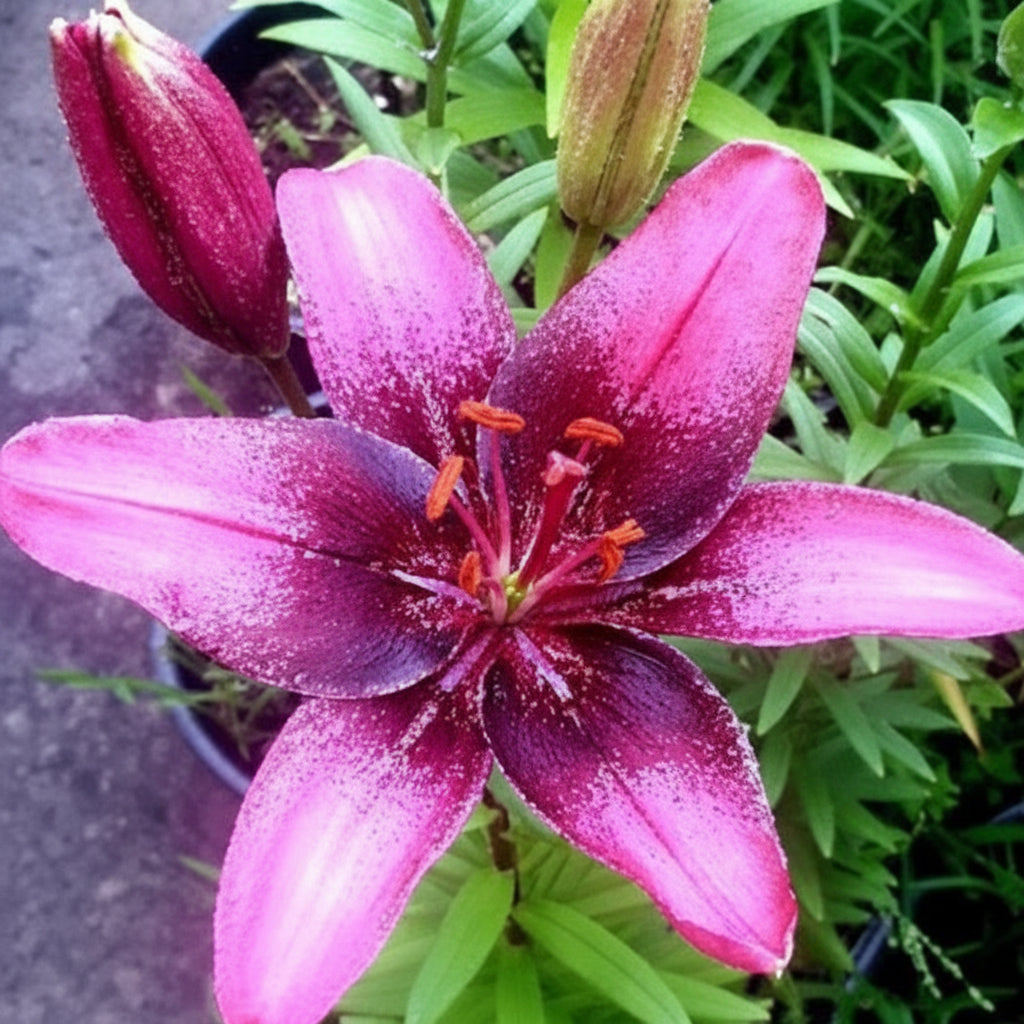 Bulbi de Crini Purple Dream cu flori mov intense și aspect elegant. Ideali pentru grădină și ghiveci. Înflorire spectaculoasă vara.