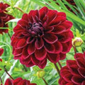 bulbi-de-flori-dalia-arabian-night_1ce76cb4-aca3-4e7c-8a17-fddfb673d68e - Fitza Florilor