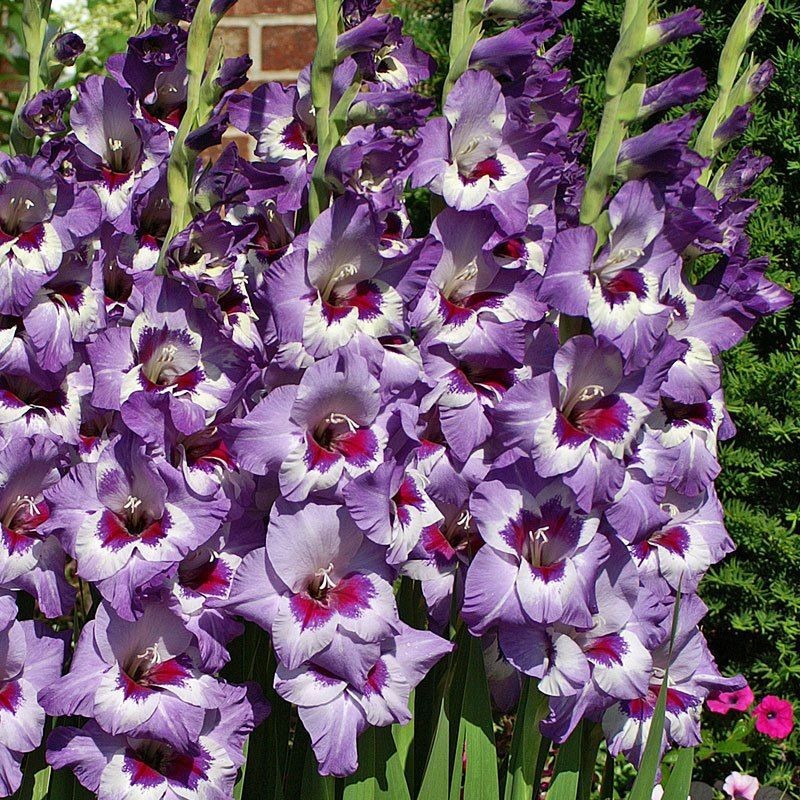 Bulbi Gladiole - Vista - 5 buc