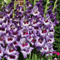 Bulbi Gladiole - Vista - 5 buc
