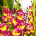 Bulbi Gladiole - Far West - 5 buc