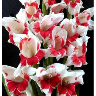 Bulbi de Gladiole "Japonica", 7 Bucati