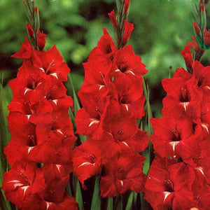 Bulbi de Gladiole "Traderhorn", 7 Bucati