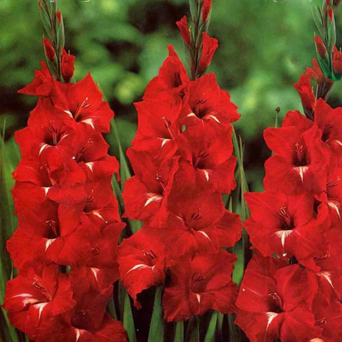 Bulbi Gladiole - Pachet Promotional Mixt - 200 buc
