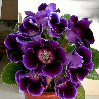 Gloxinia Bulbi - Prins Albert - 1 Bucată
