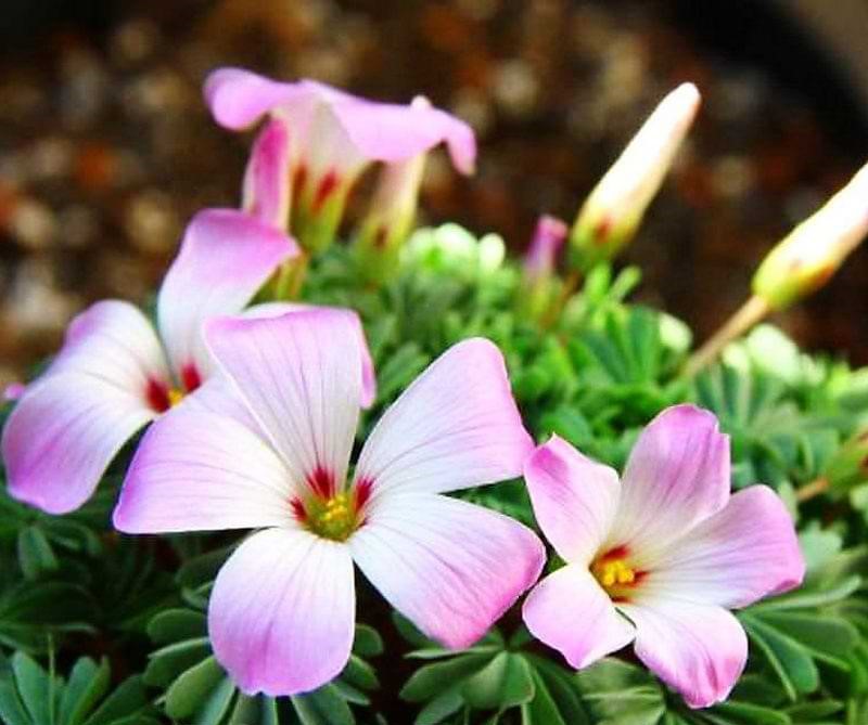 Bulbi de Oxalis "Adenophylla" - Trifoi Ornamental - 10 Bucăți