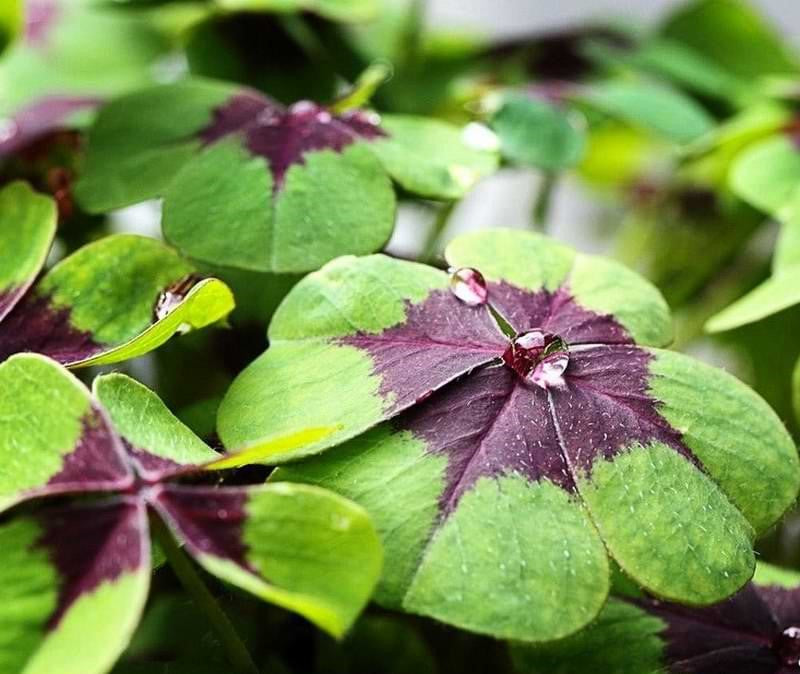 Bulbi de Oxalis "Deppei", Trifoi Ornamental, 10 Bucăți