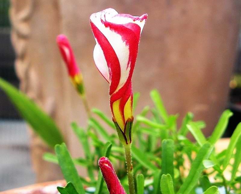 Bulbi de Oxalis "Versicolor", Trifoi Ornamental, 10 Bucăți