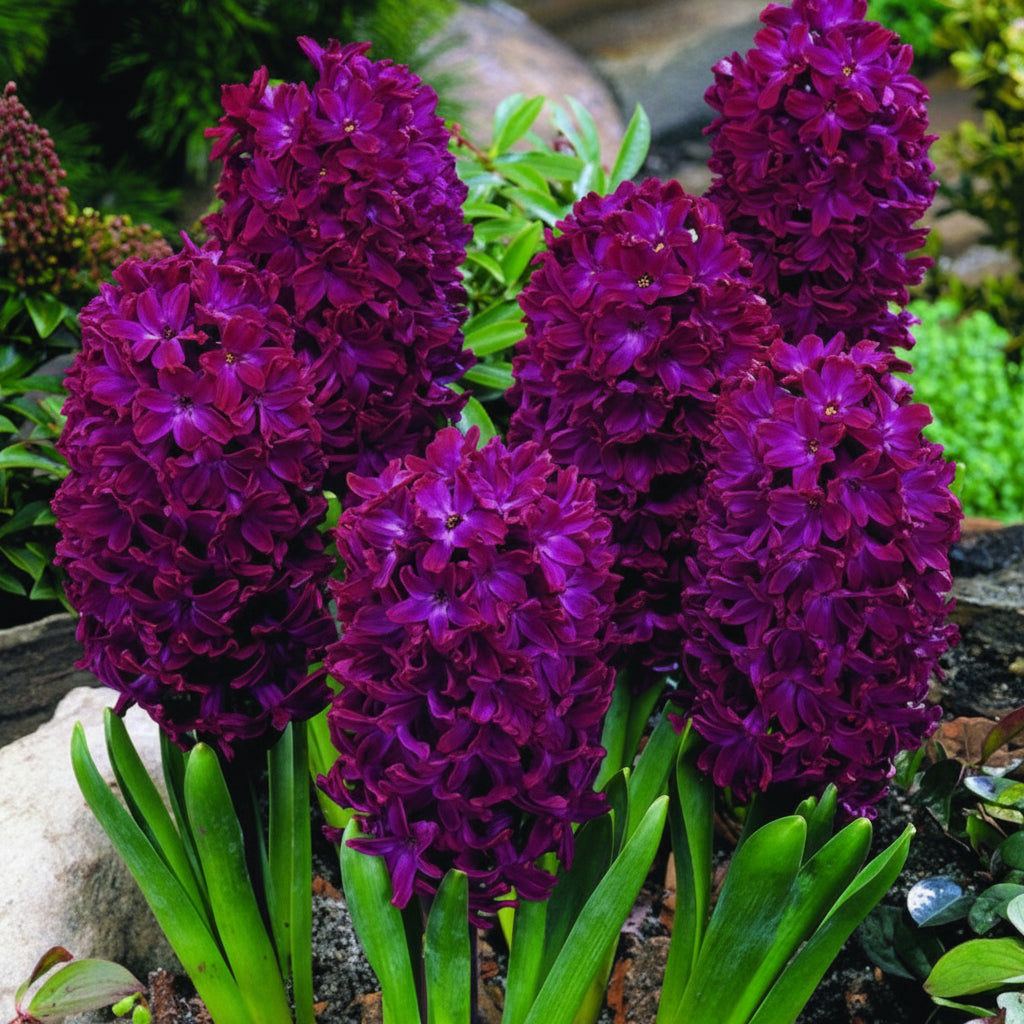 Zambile Woodstock cu flori mov intens, zambile decorative de primăvară