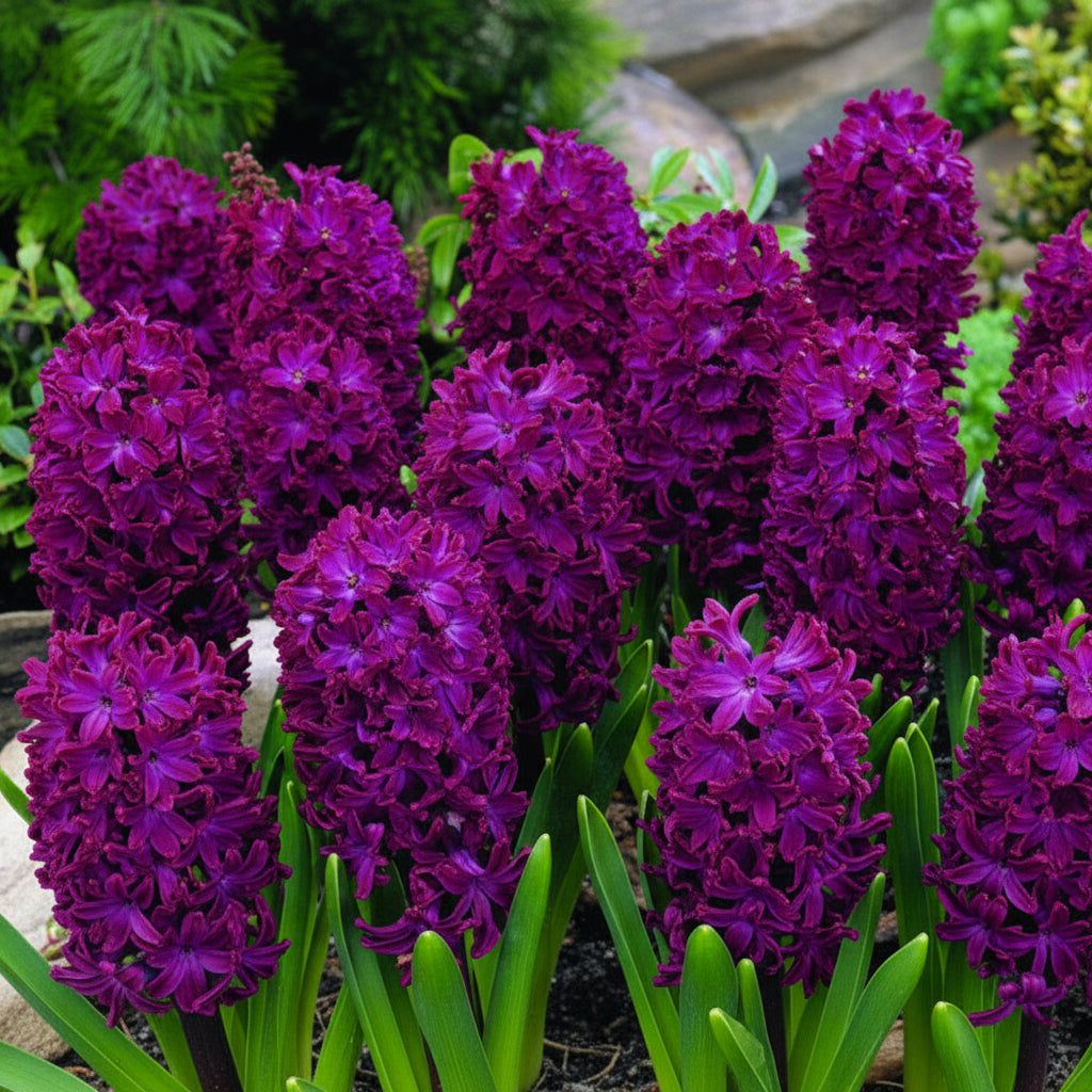 Zambile Woodstock mov decorative, ideale pentru aranjamente florale elegante