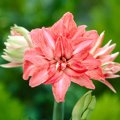 bulbi amarylis 