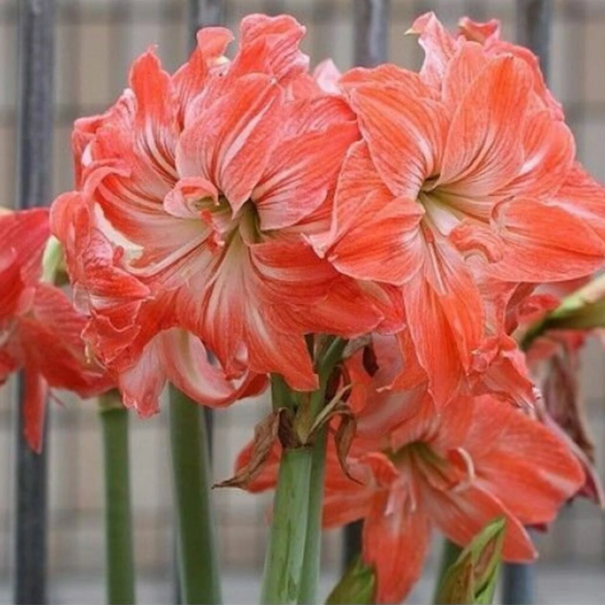 bulbi amarylis 