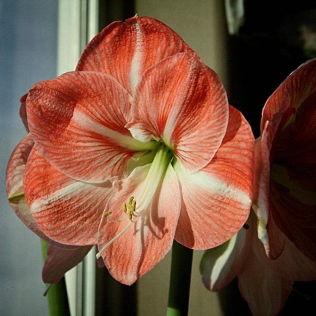 bulbi_amarylis_14_9b2bc9ce-f165-48a5-9fe4-a45be073f68e - Fitza Florilor