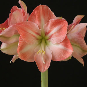 bulbi amarylis 