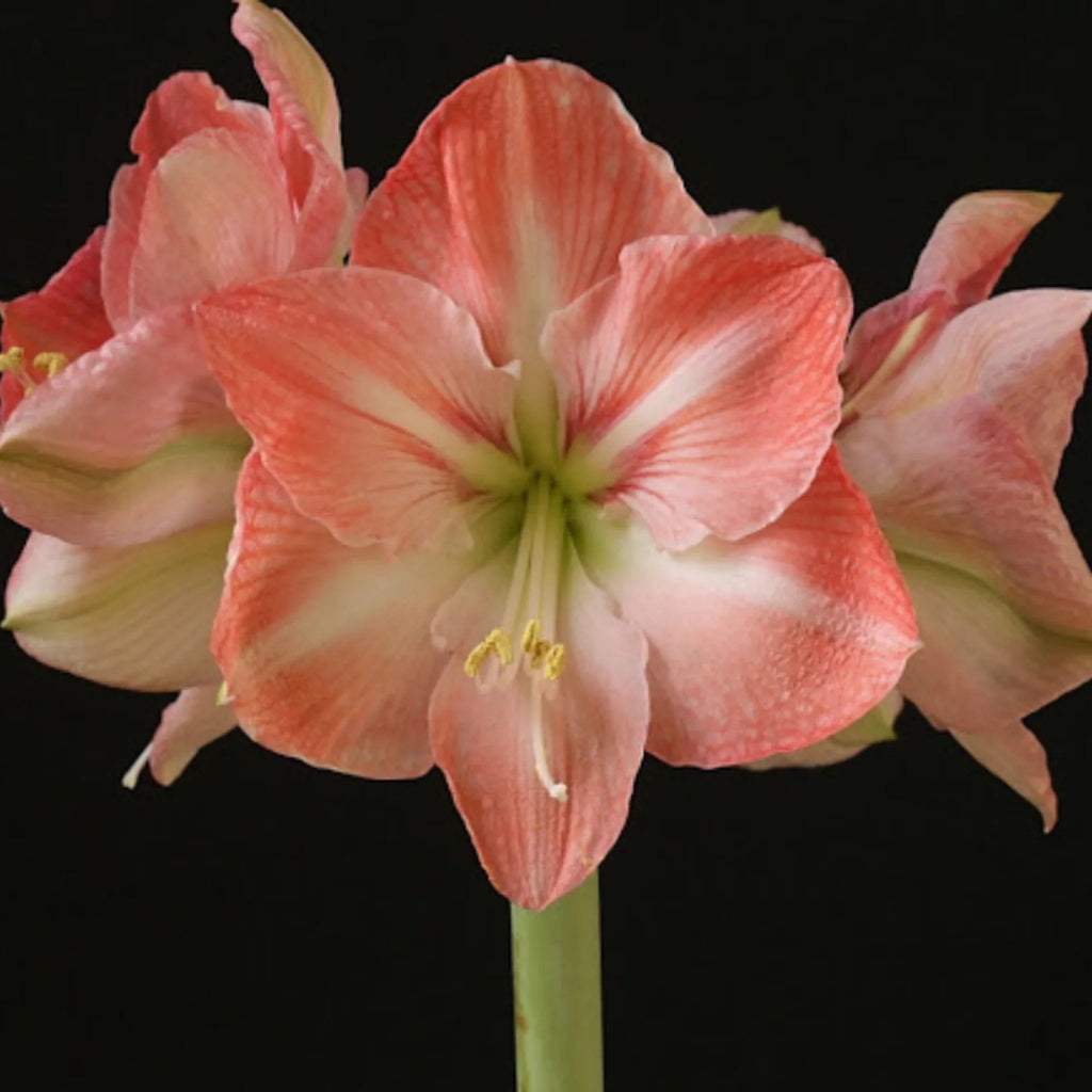 bulbi_amarylis_15_8b193031-c335-4d13-992a-f9562a664905 - Fitza Florilor