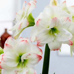 bulbi amaryllis